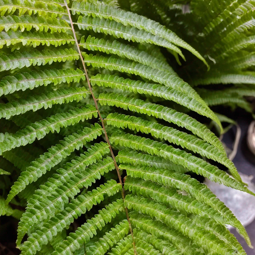 Detail view of the plant problem