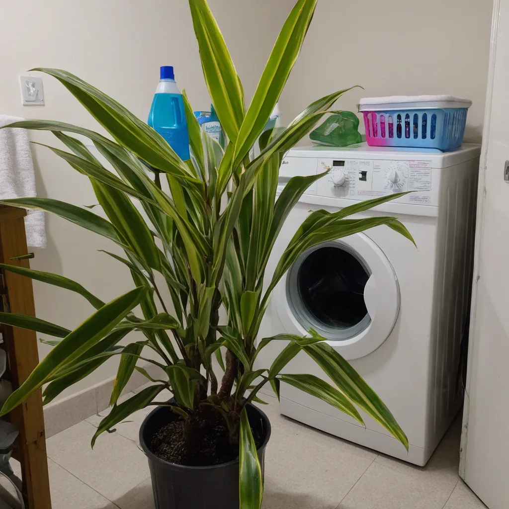 Dracaena Care: The Dragon Tree