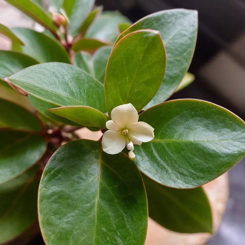 Detail view of the plant problem