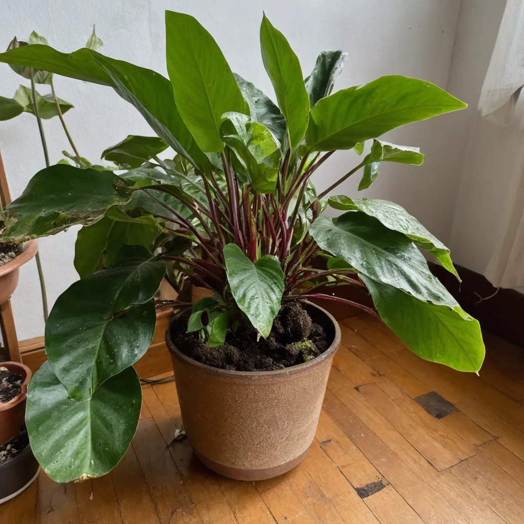 Humidity for Houseplants