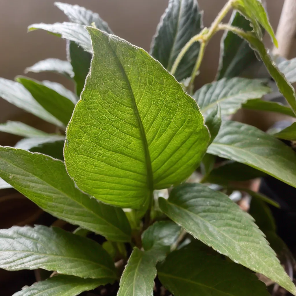 Detail view of the plant problem