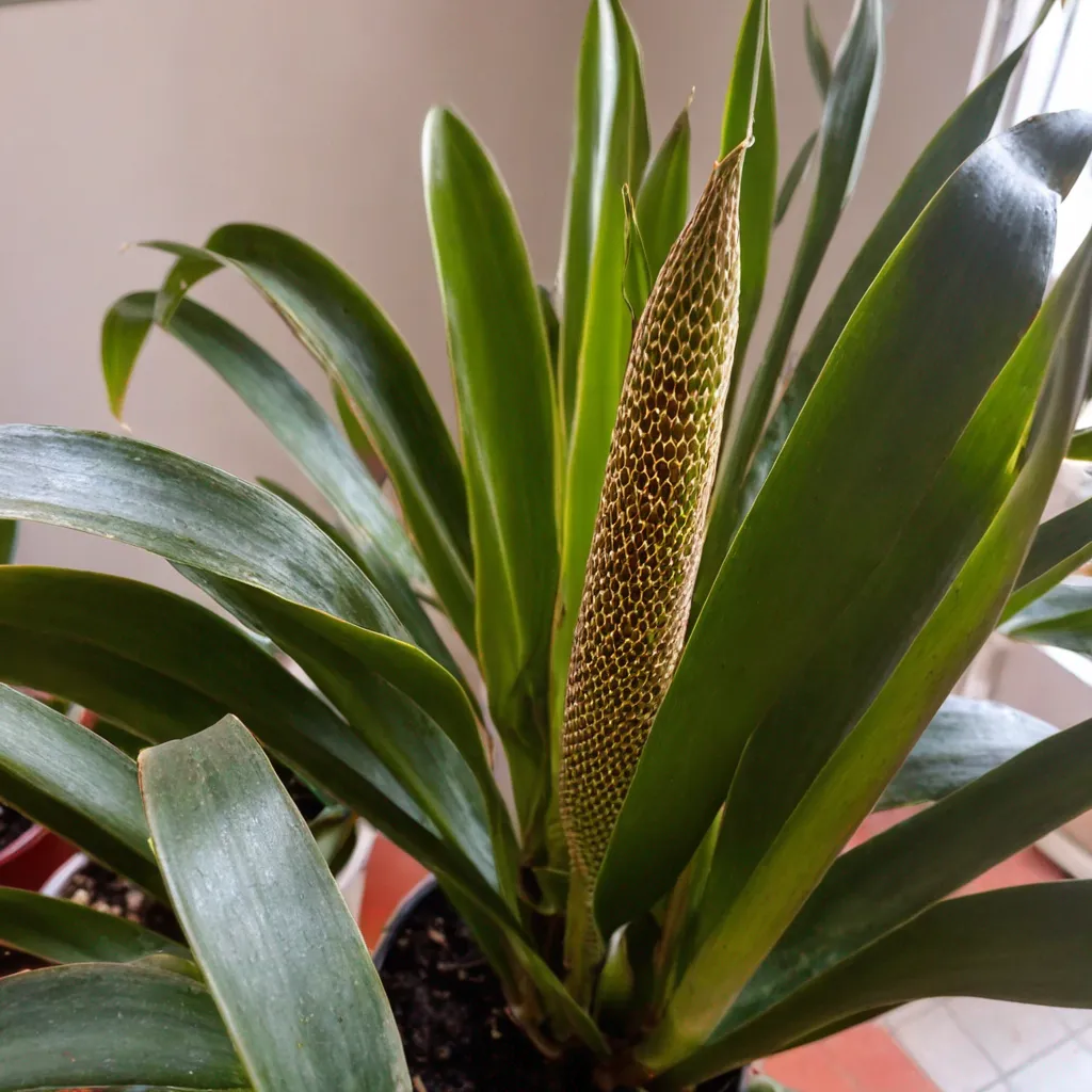 Detail view of the plant problem