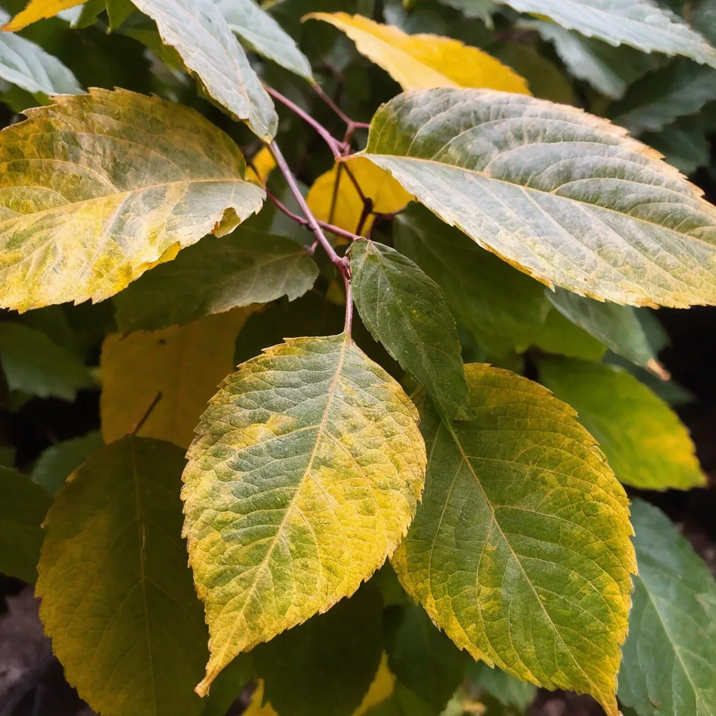 Detail view of the plant problem