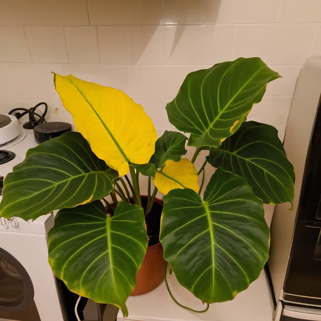 Why Your Alocasia Dropped All Its Leaves